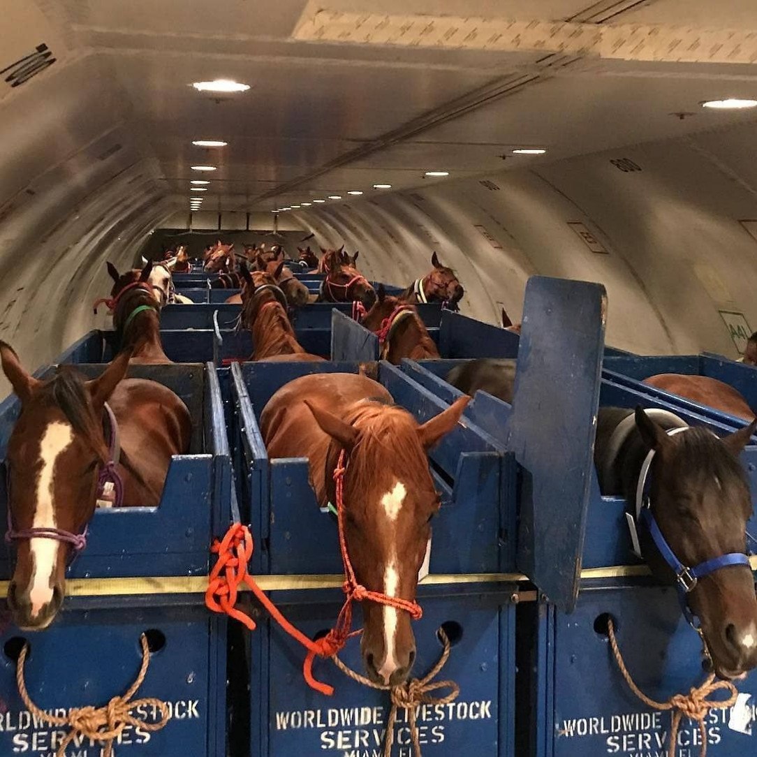 Horses on airplane