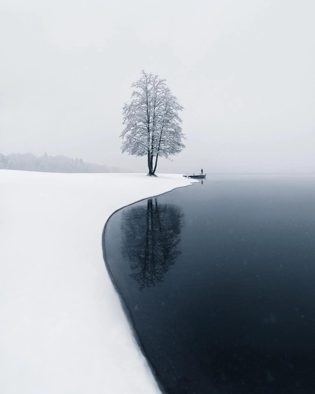 Lonely tree with snow covered in, in the misty mist in Järvenpää, Finland
