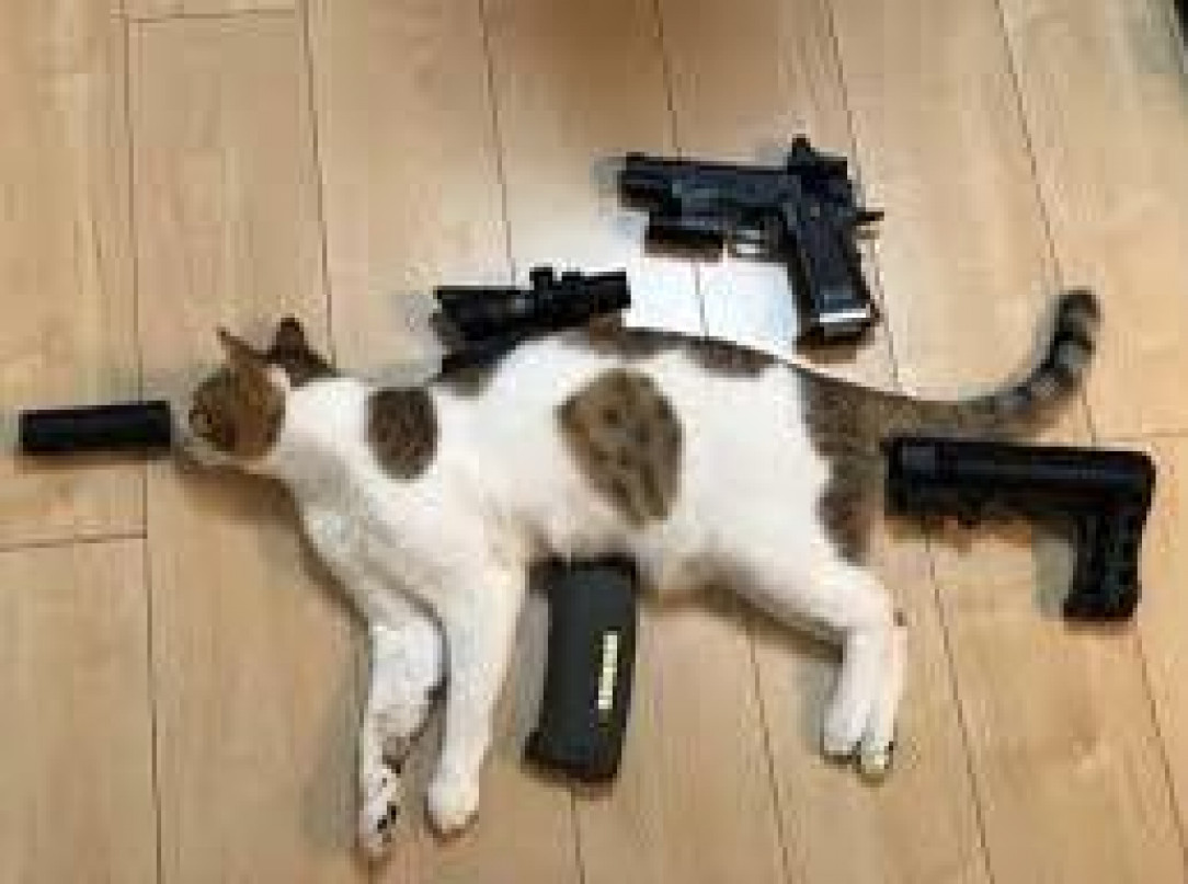 Assault cat, Will Fire you When you. Pet him