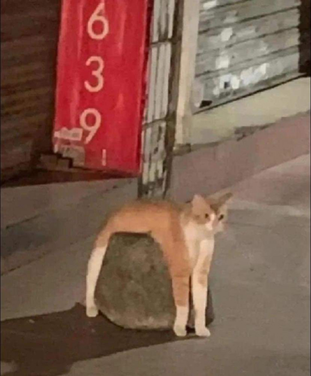 Silly cat thinks they&#039;re rock 😸 💚