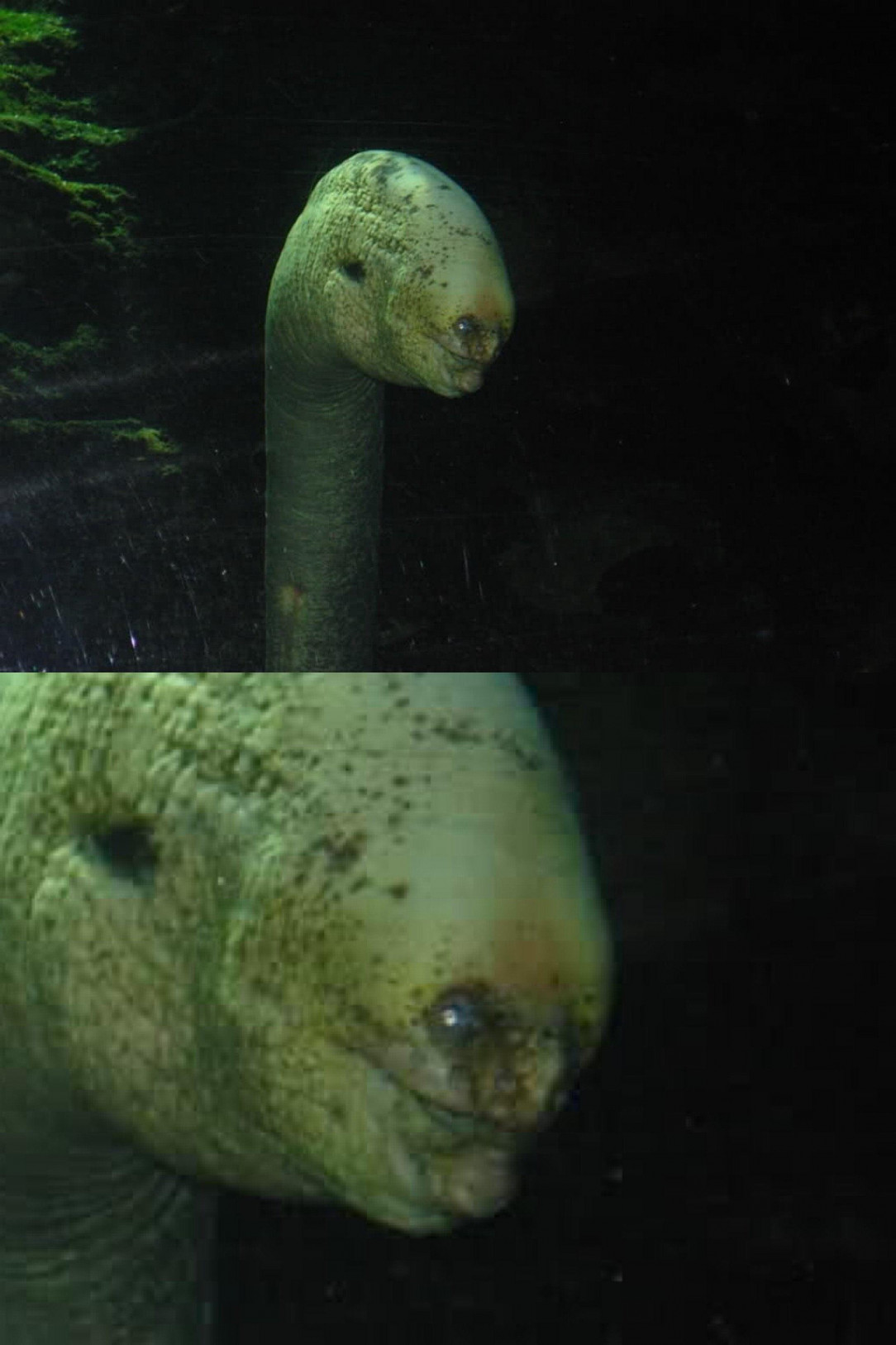 A moray eel with a disfigured face resides in an aquarium. That or this creature is a Lovecraftian God