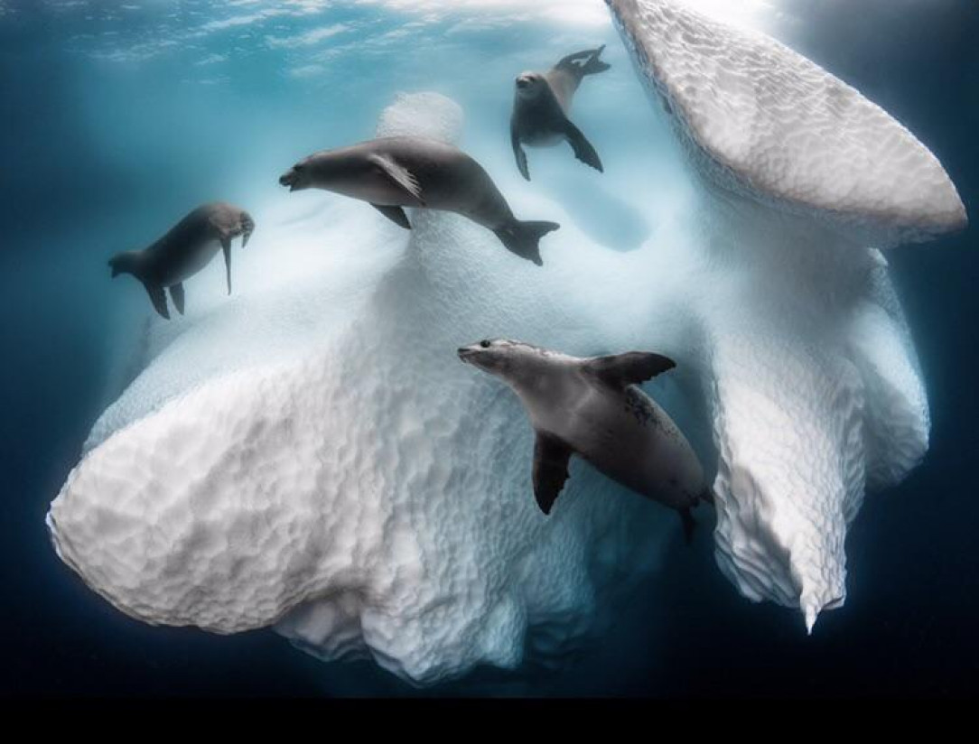 A group of seals playing around an iceberg