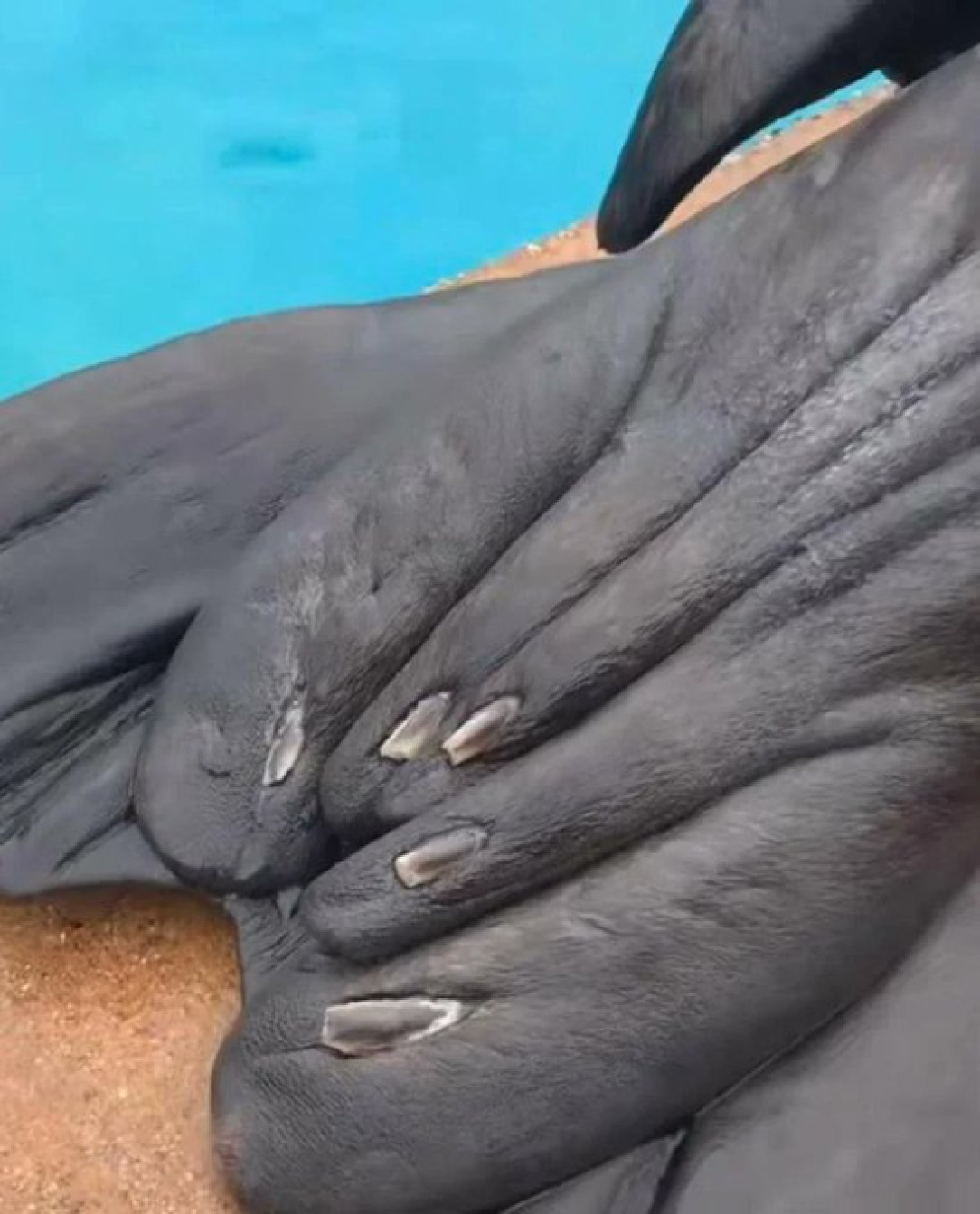 Seals and sea lions have nails
