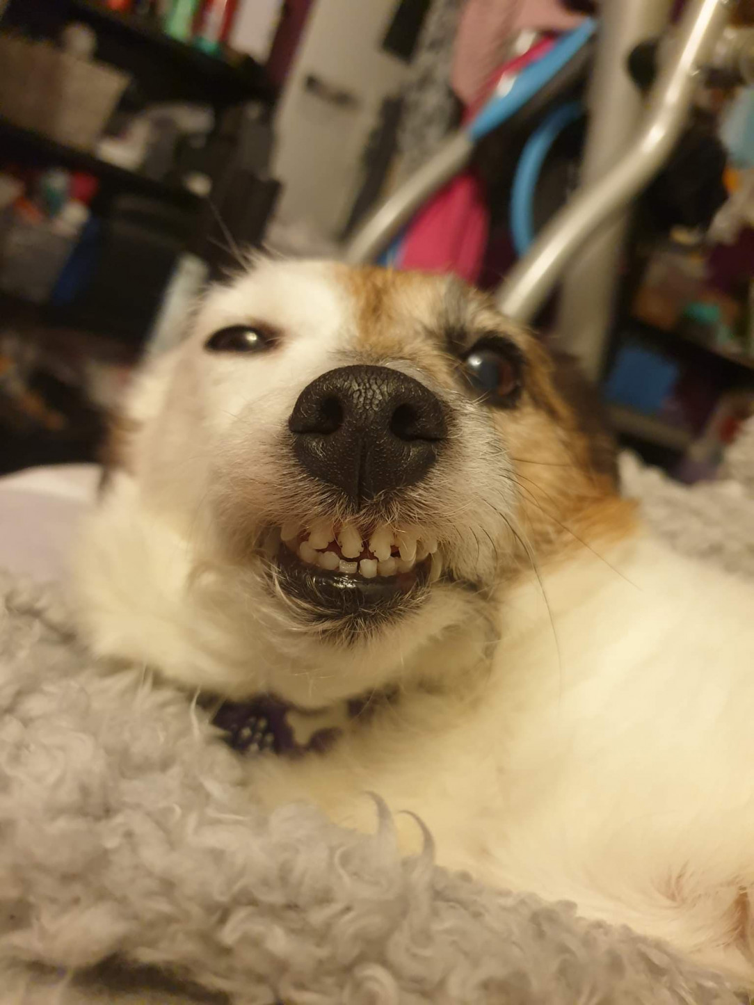 Jack Russell, Showing Off Her Pearly Whites