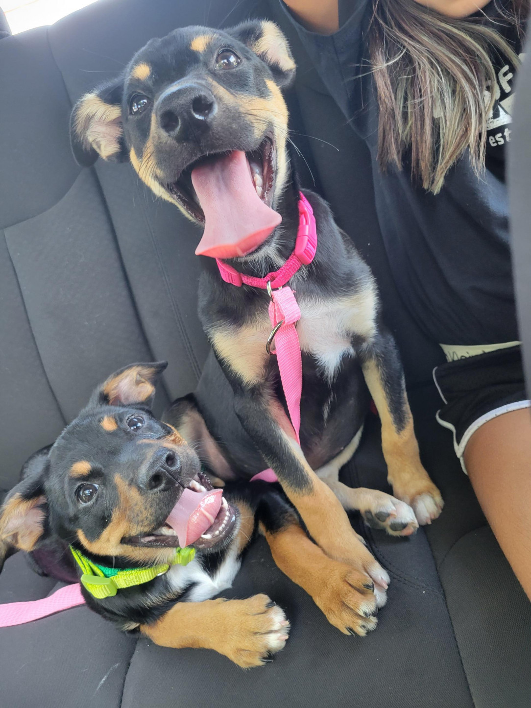 Went to the shelter to convince myself we didn&#039;t need another dog. Ended up going home with two