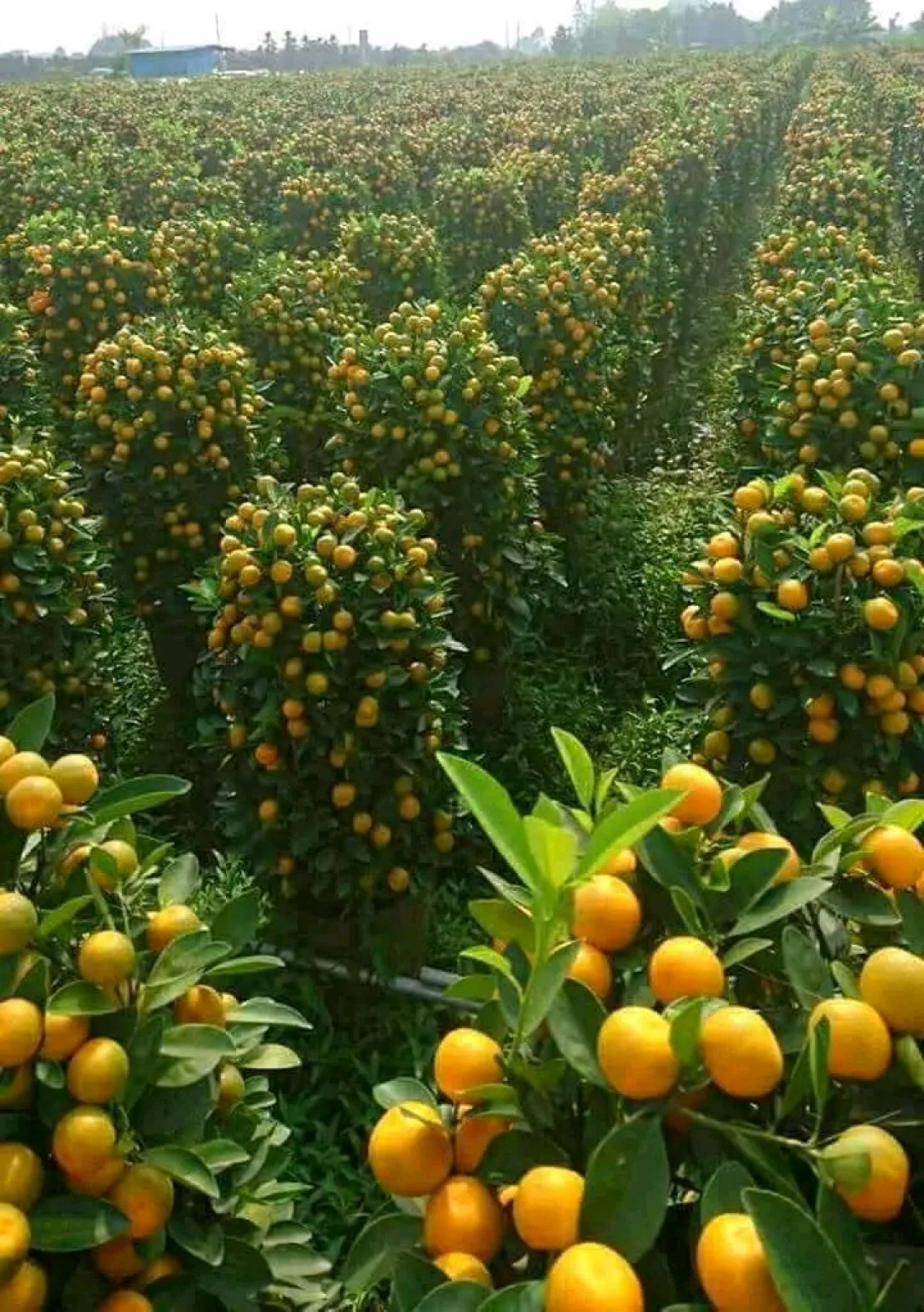 Orange farm in Israel