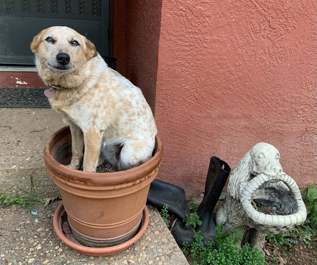 Here’s Penny, doing her best flower impression