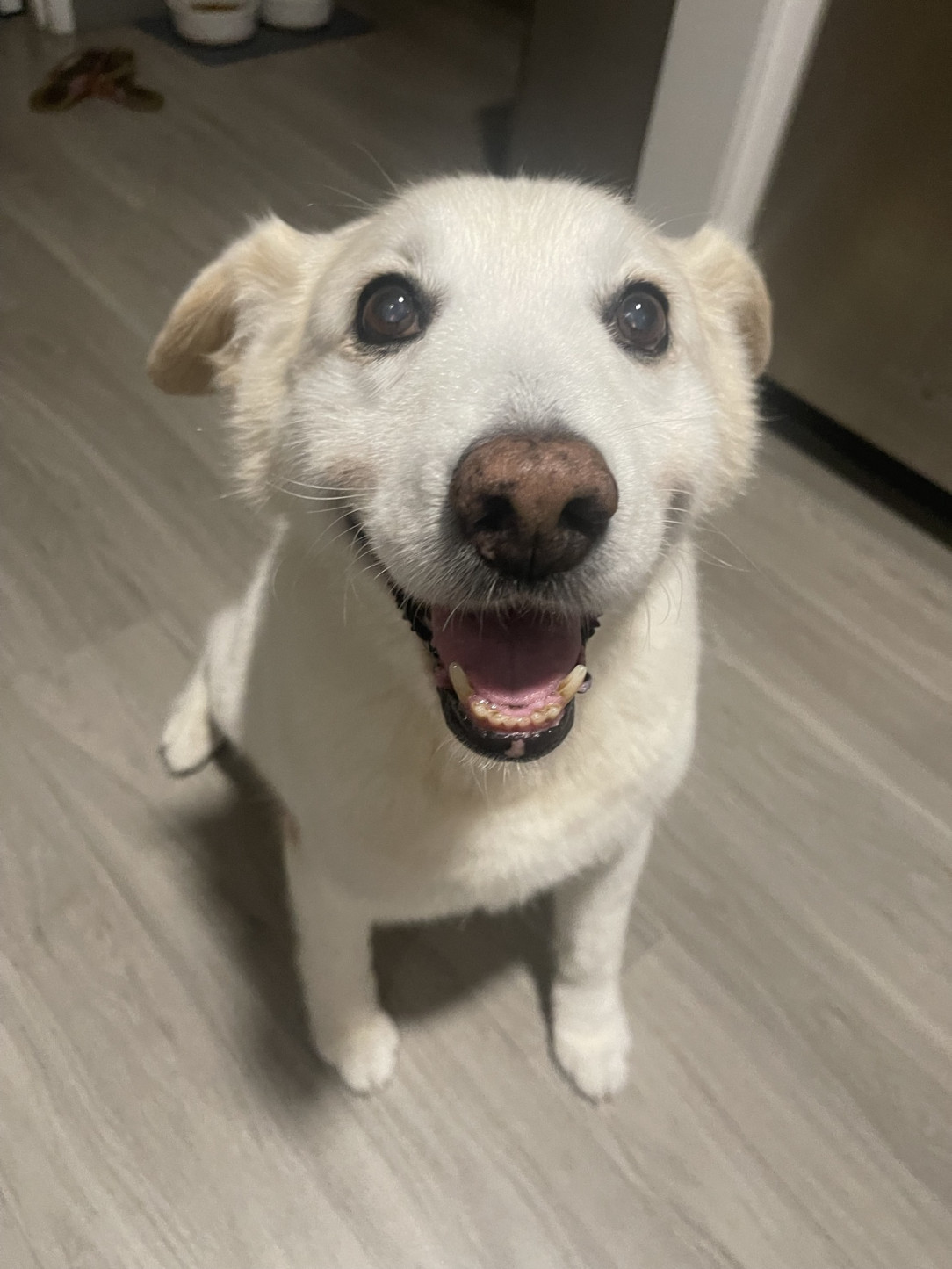 Bailey is 13 years old but she has the spirit of a young pup!