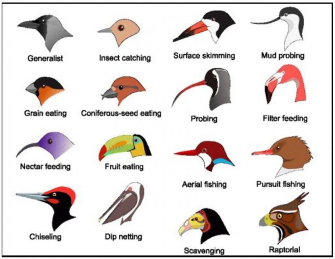 Classification of Bird Beaks