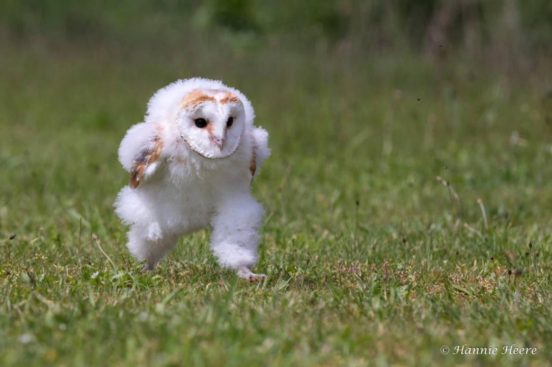 This baby Barn owl photographed in mid-run 🦉 ❤️