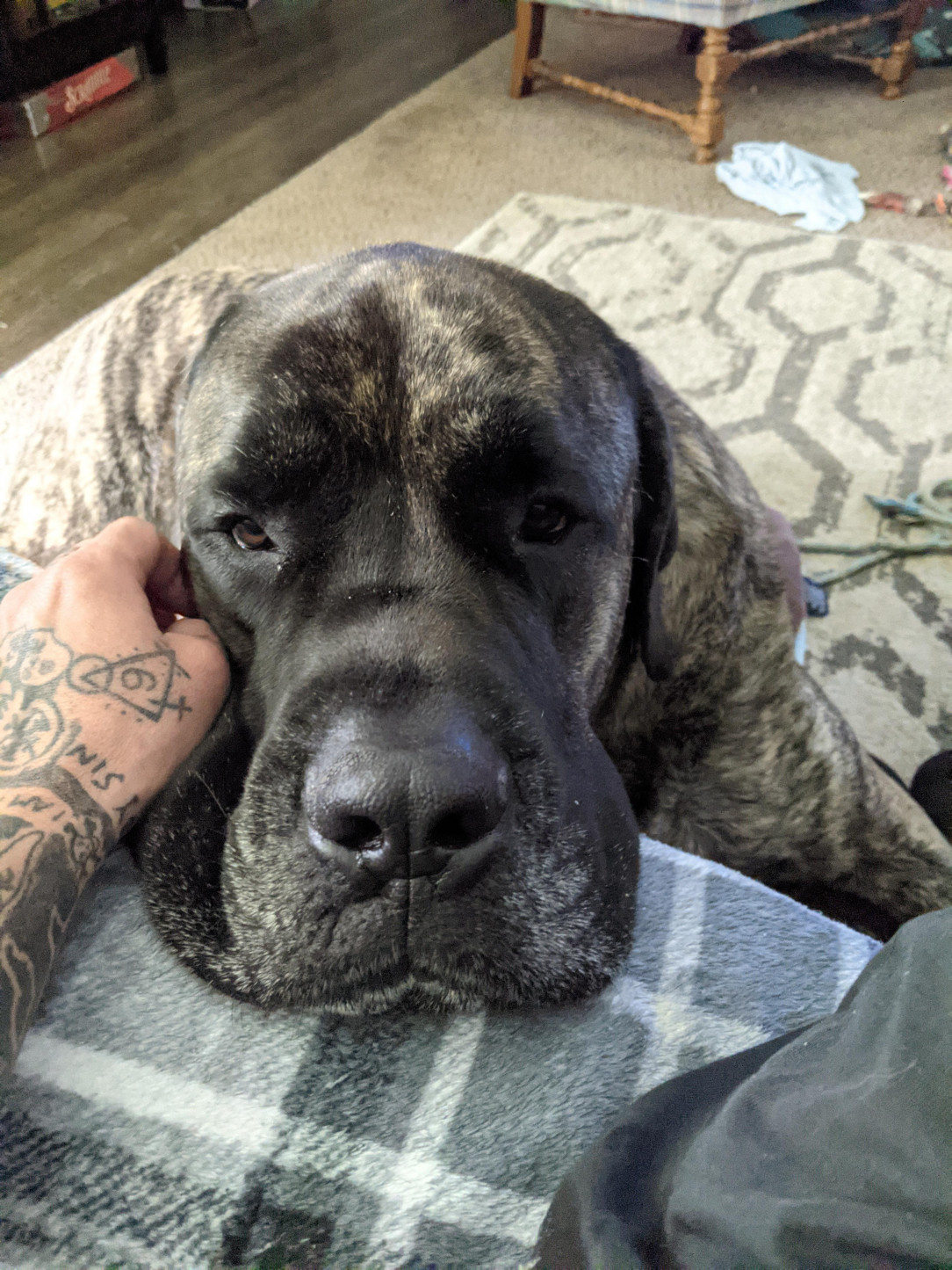 Meet Samson. He&#039;s an English mastiff and he loves attention. Sometimes