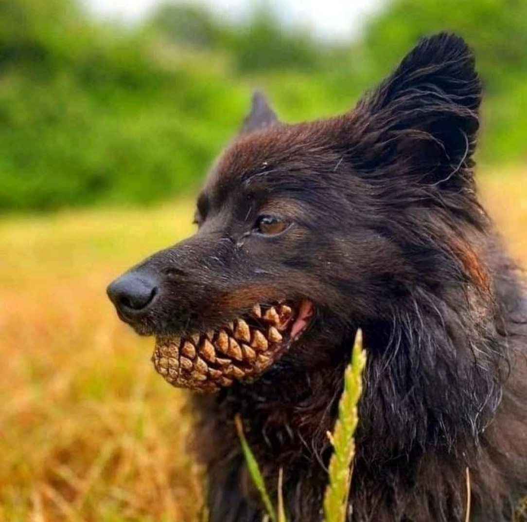 Dog with a pinecone in its mouth