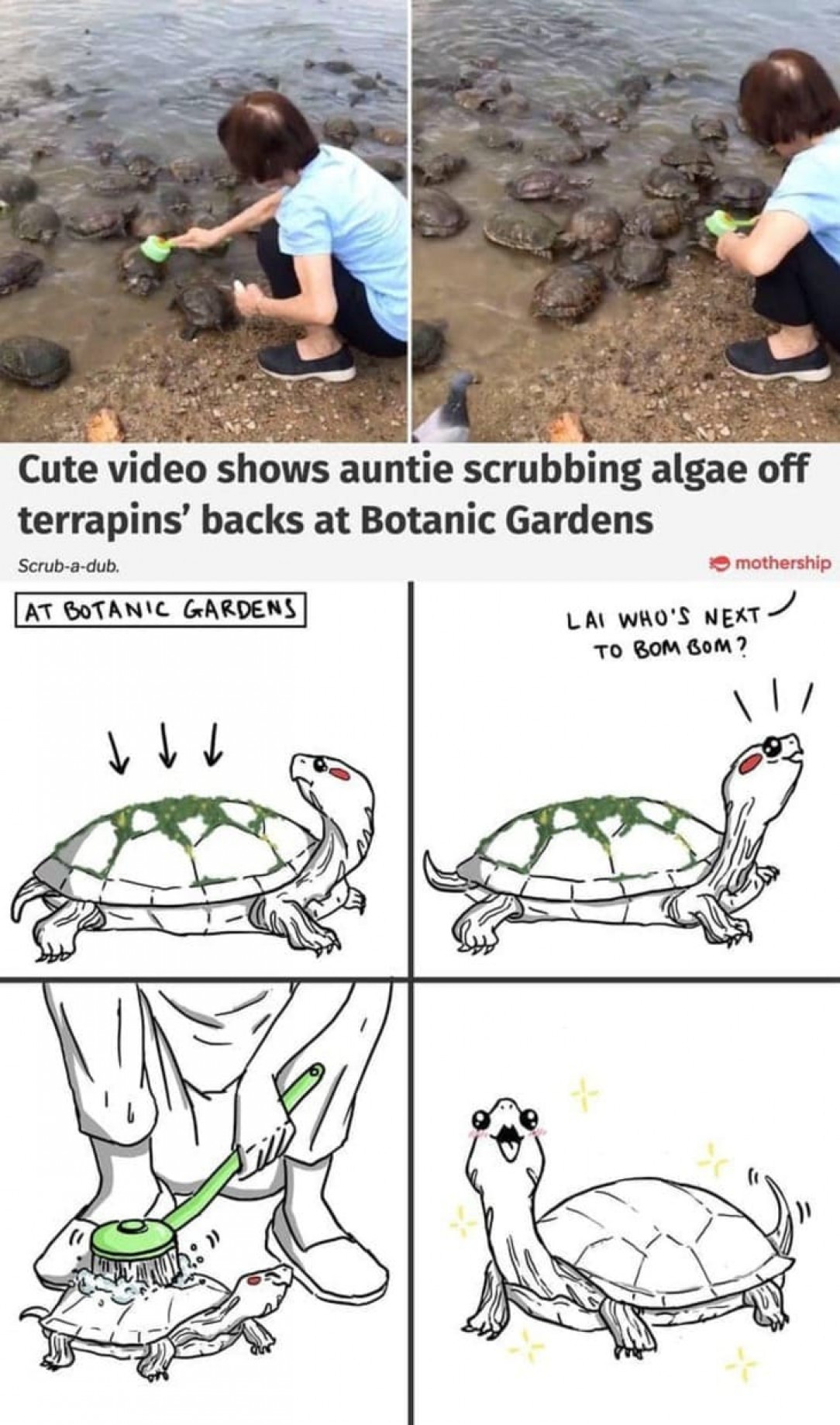 Turtle shell scrub