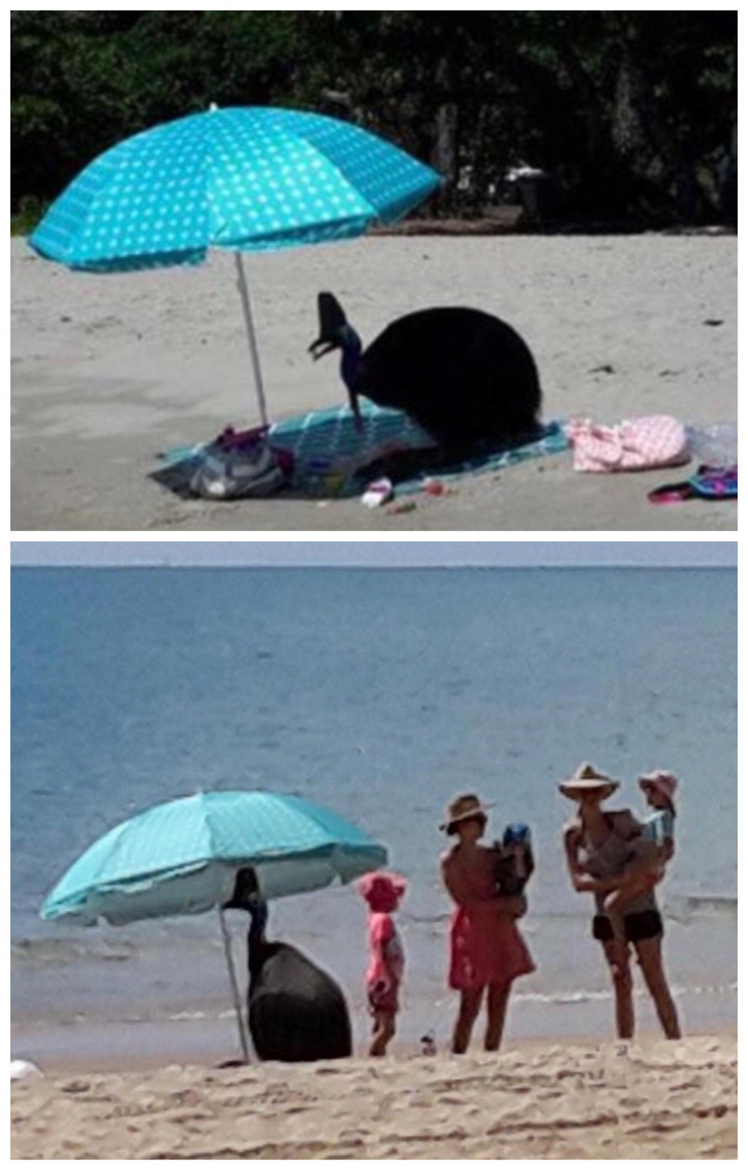 This cassowary kicked an Australian family out from under their beach umbrella so it could cool off in the shade and eat some grapes