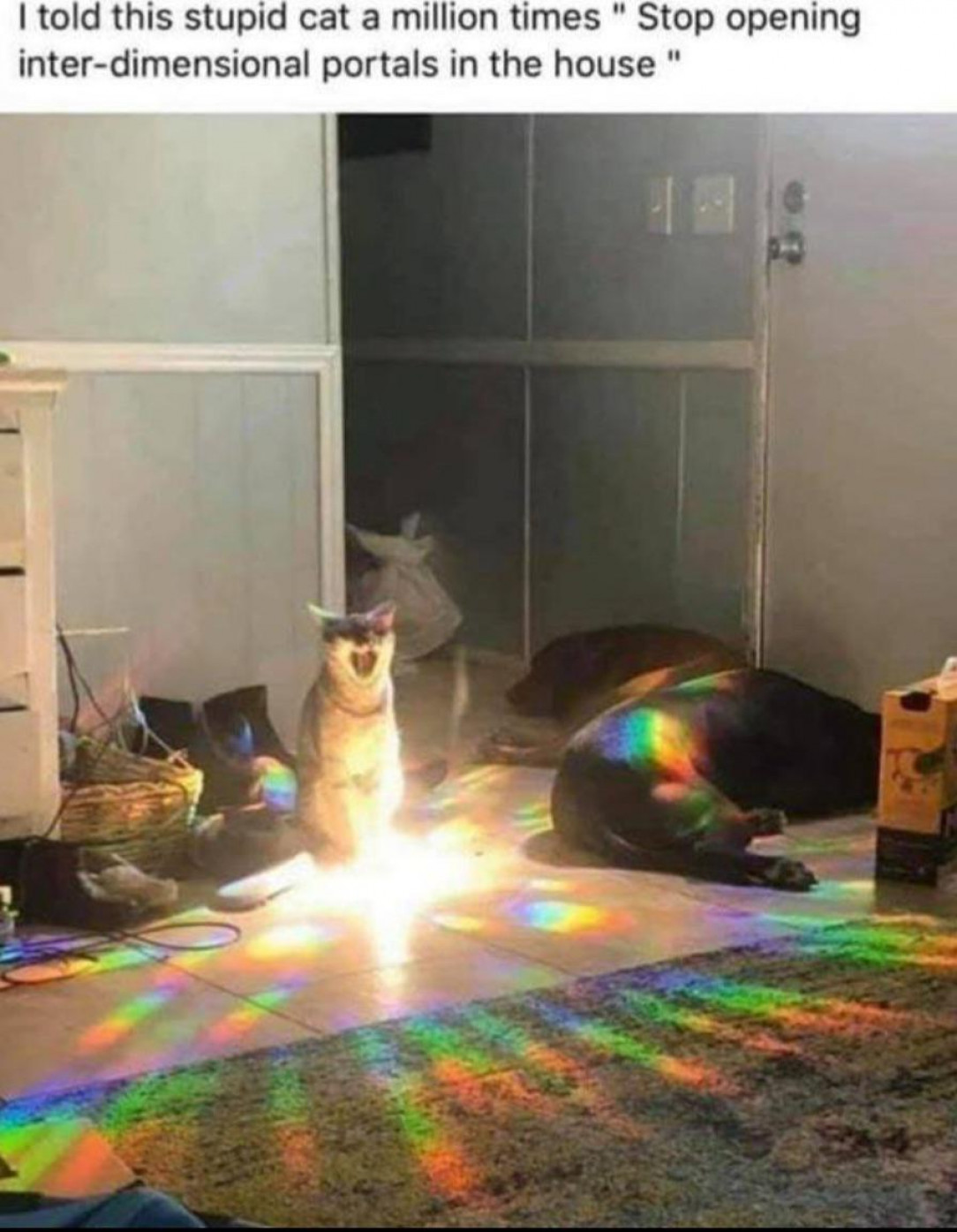 Catastreus, Feline Portal Master