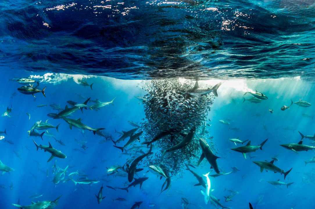 Dusky sharks, yellowfin tuna, and Galápagos sharks working in unison to round up a school of baitfish