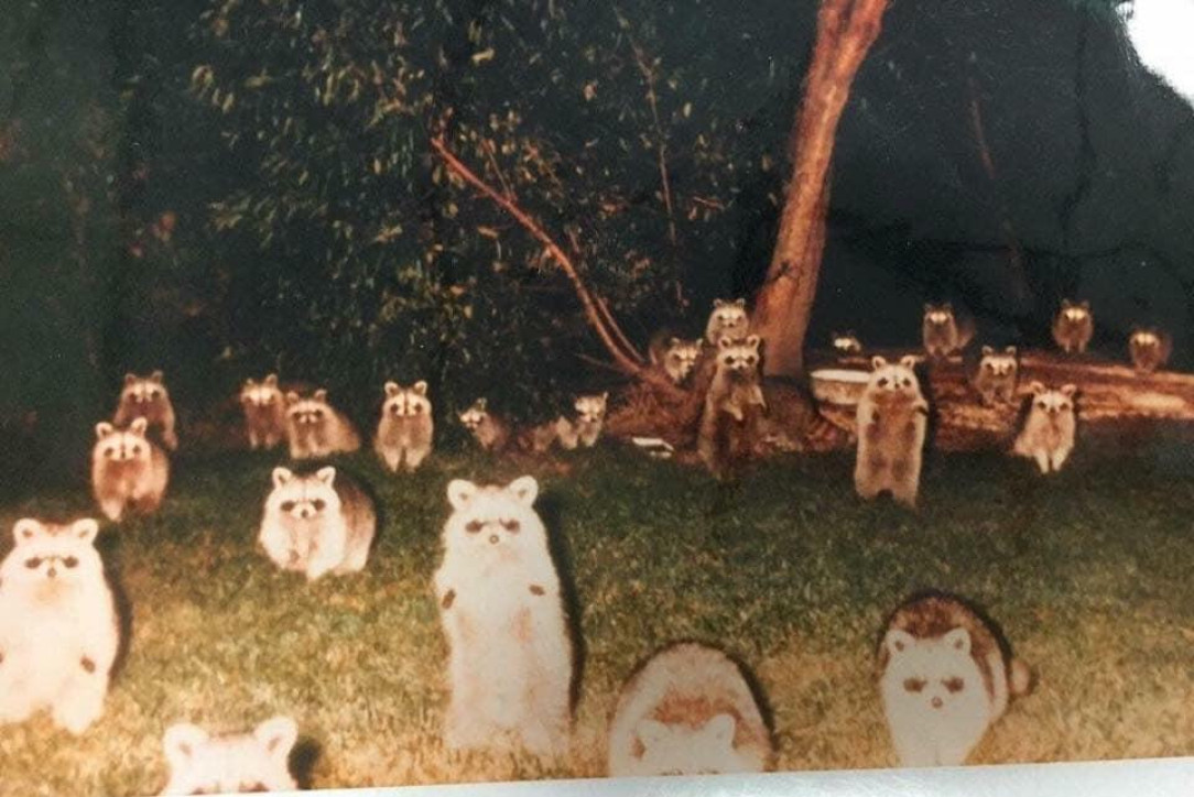 Camper 30 years ago began hearing strange noises in the middle of the night. She stuck her camera outside the tent and snapped this photo