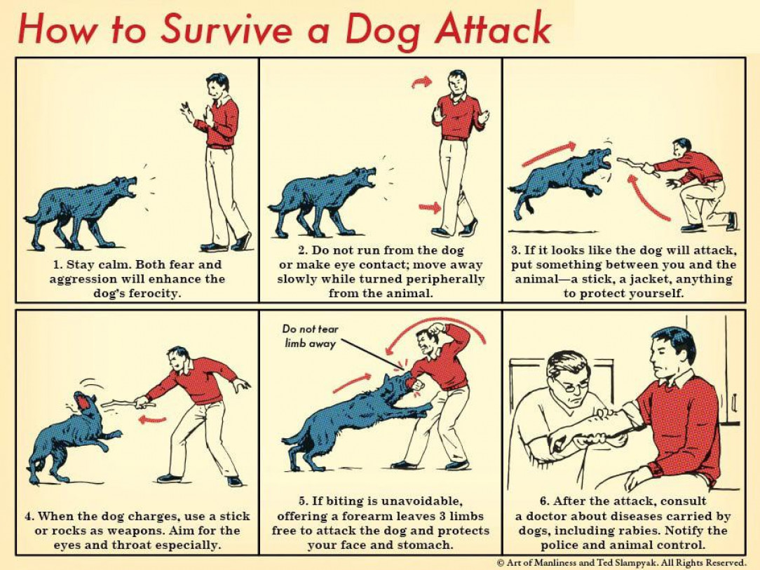 How to survive a dog attack 🐩