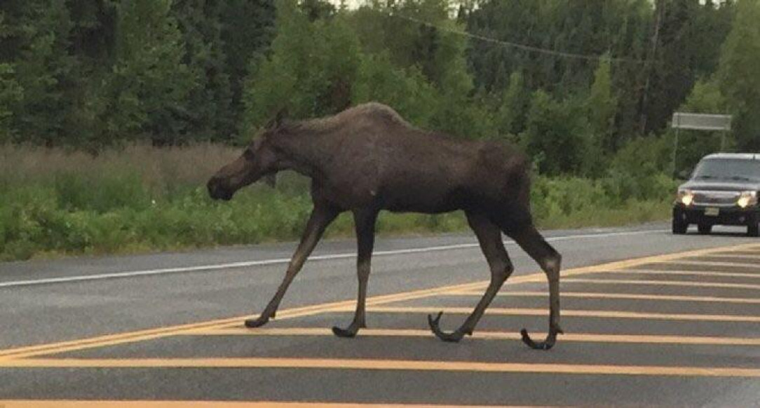 This moose with mutated ‘sleigh hooves’