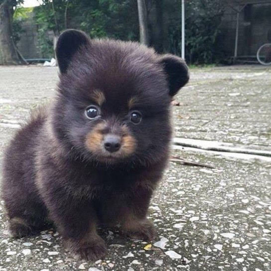 Bear or Puppy guess 🐩