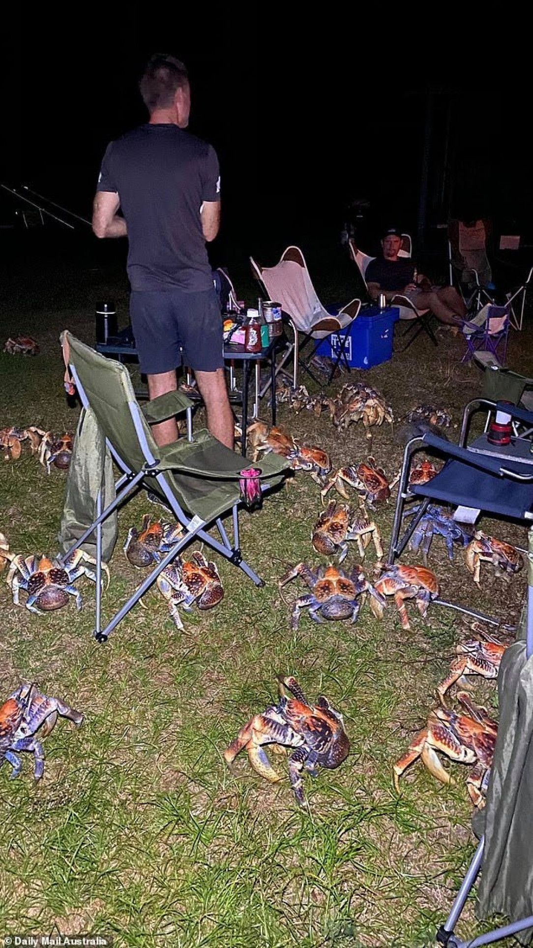 Robber crabs at a family camping trip