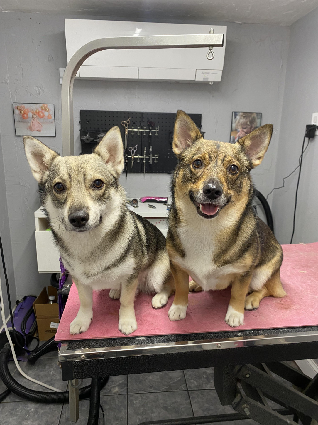 Anyone else have Vallhunds?