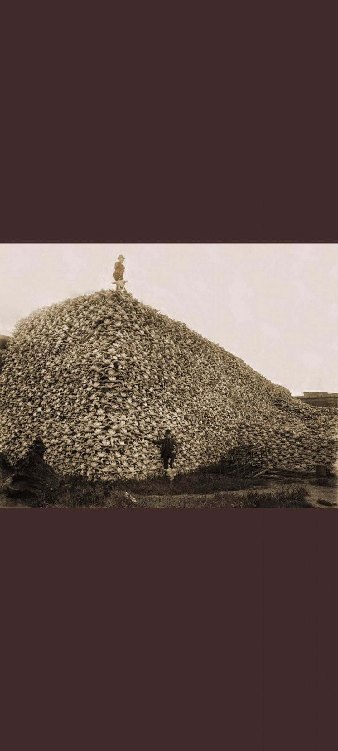 A mountain of American Bison skulls after being hunted to the brink of extinction in the 1800s