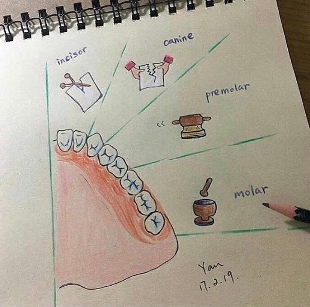 Role of each tooth
