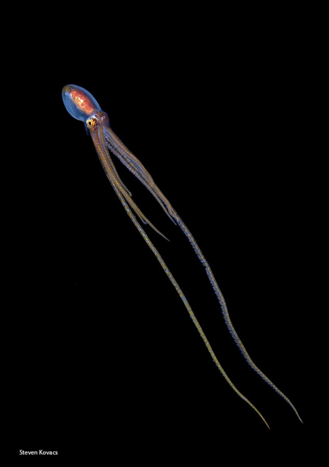 A Long Arm Octopus, photographed in Hawaii