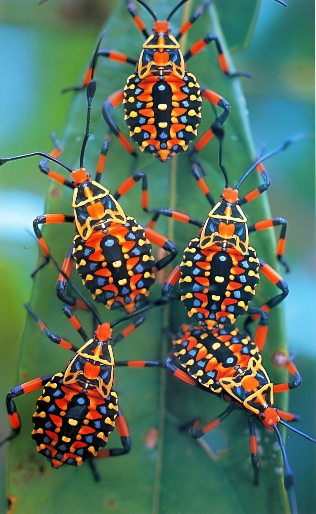 Giant Mesquite Bug Nymphs