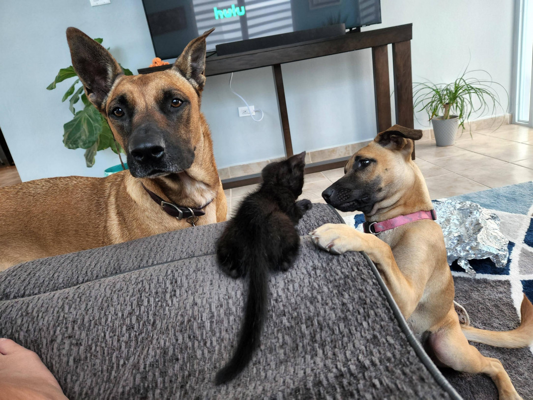 Dogs figuring out the new resident