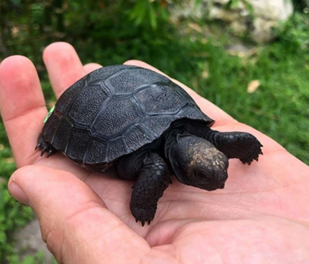 A very rare melanistic Galapagos tortoise baby at a sanctuary in Florida 🐢 ❤️