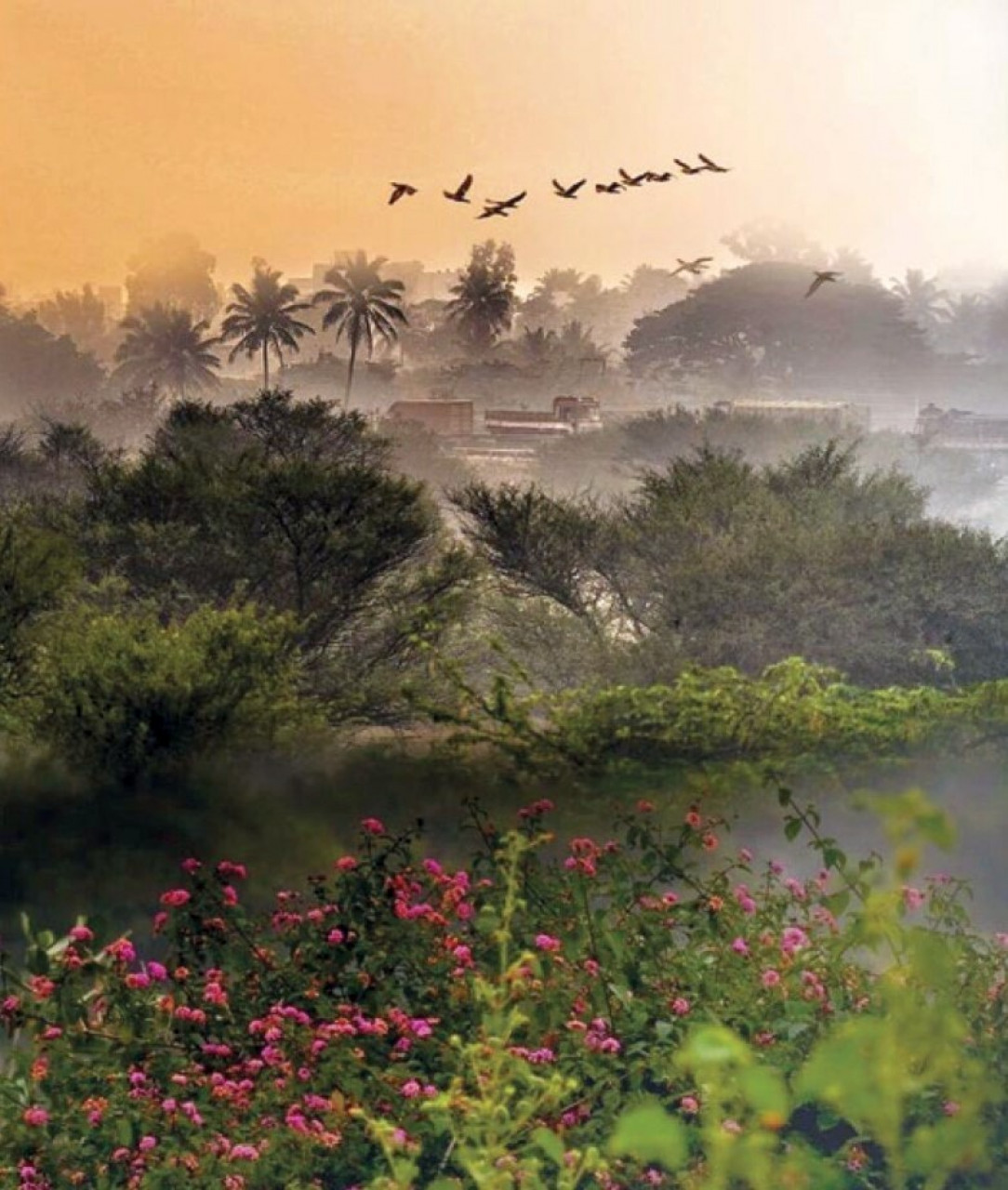 A misty winter morning in Bangalore, India. (Image - Soumika Dutta Singh)