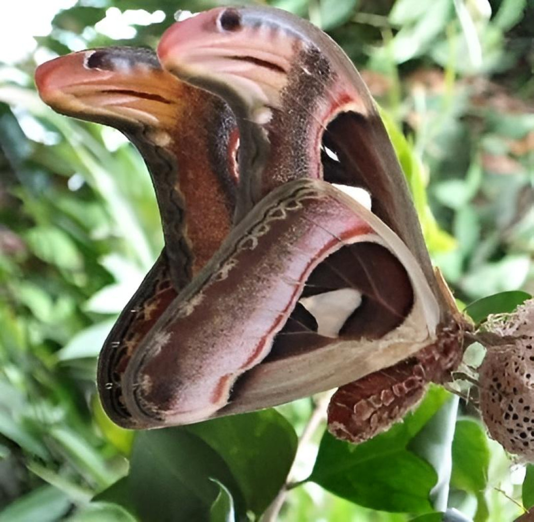 Butterflies and moths mimic snakes to fool predators