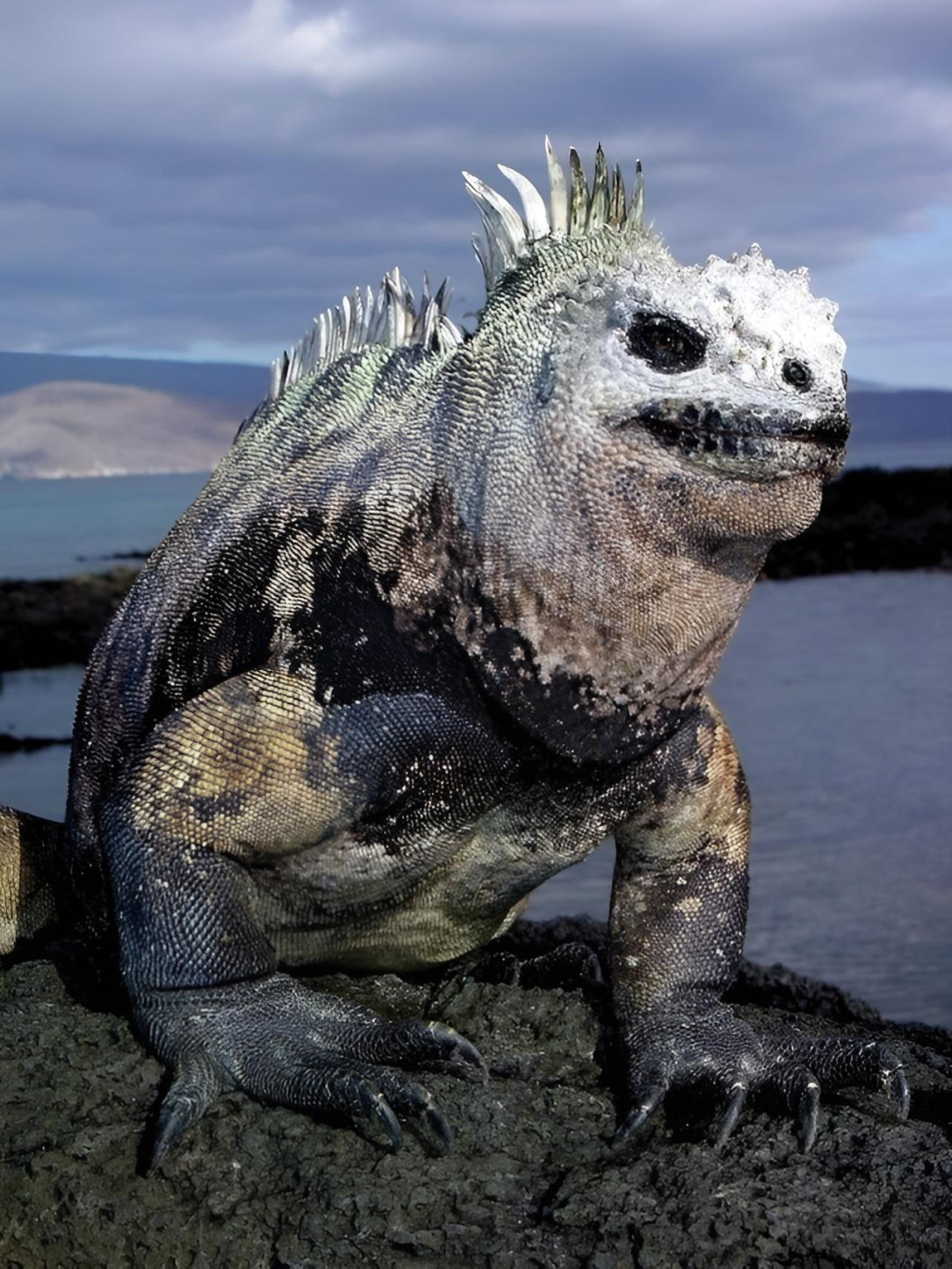 The Creature from the Black Lagoon (Galapagos Marine Iguana)