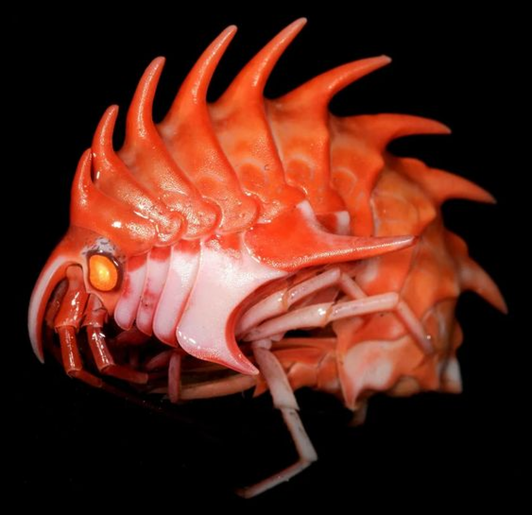 The Antarctic Amphipod is one of the most alien creatures to inhabit the depths below