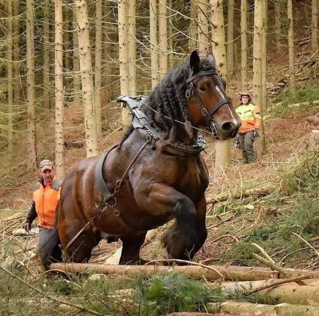 The incredible hulk horse