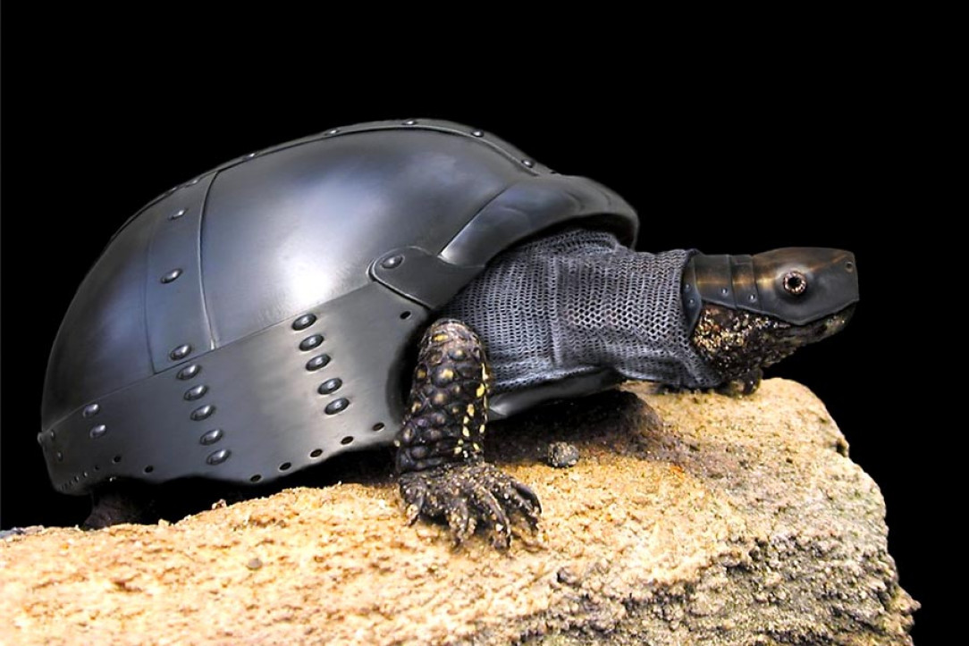 Turtle Knight, the unstoppable