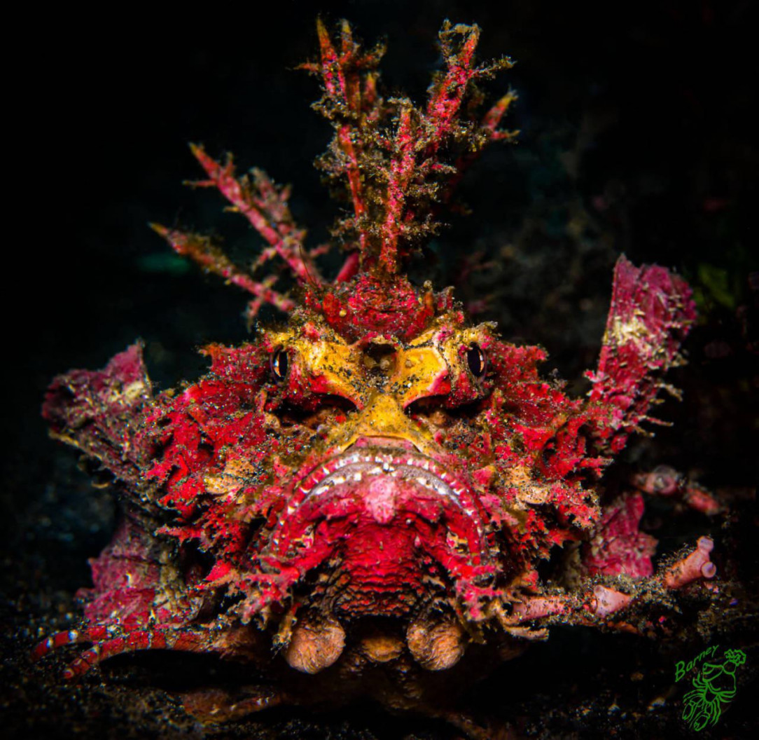The Scorpionfish Grump