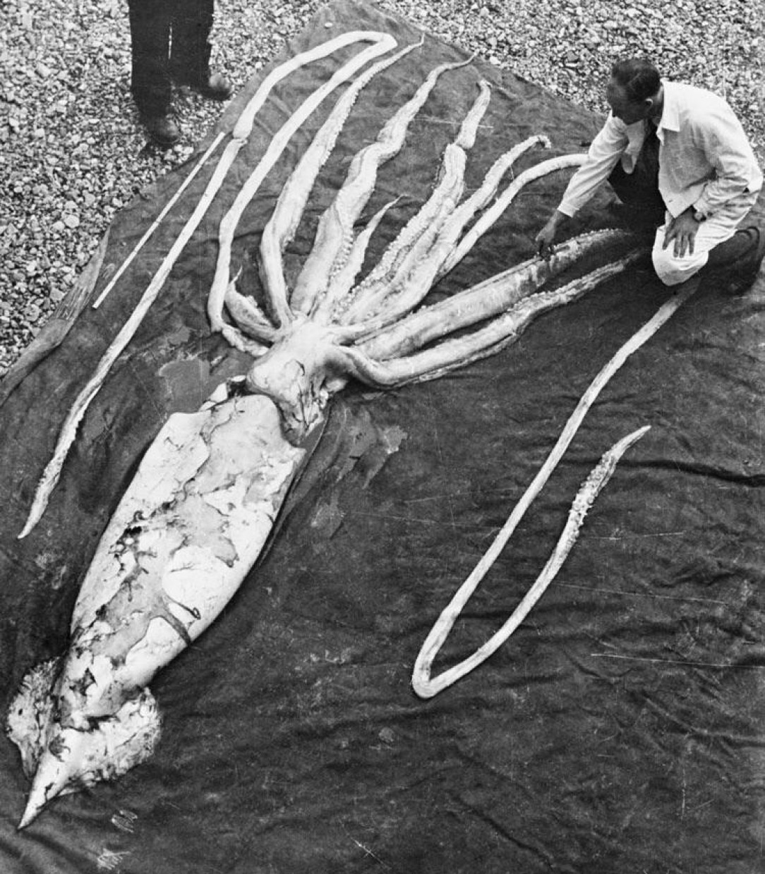 A 9 meter long Giant Squid specimen, which washed ashore in Norway. It is also a case of deep sea gigantism
