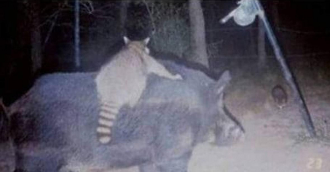 Raccoons saddle breaking feral hogs and riding them into battle against the possums