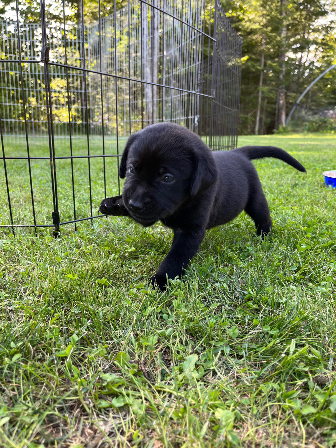 After 8 years without a dog. Meet Larry the Lab!