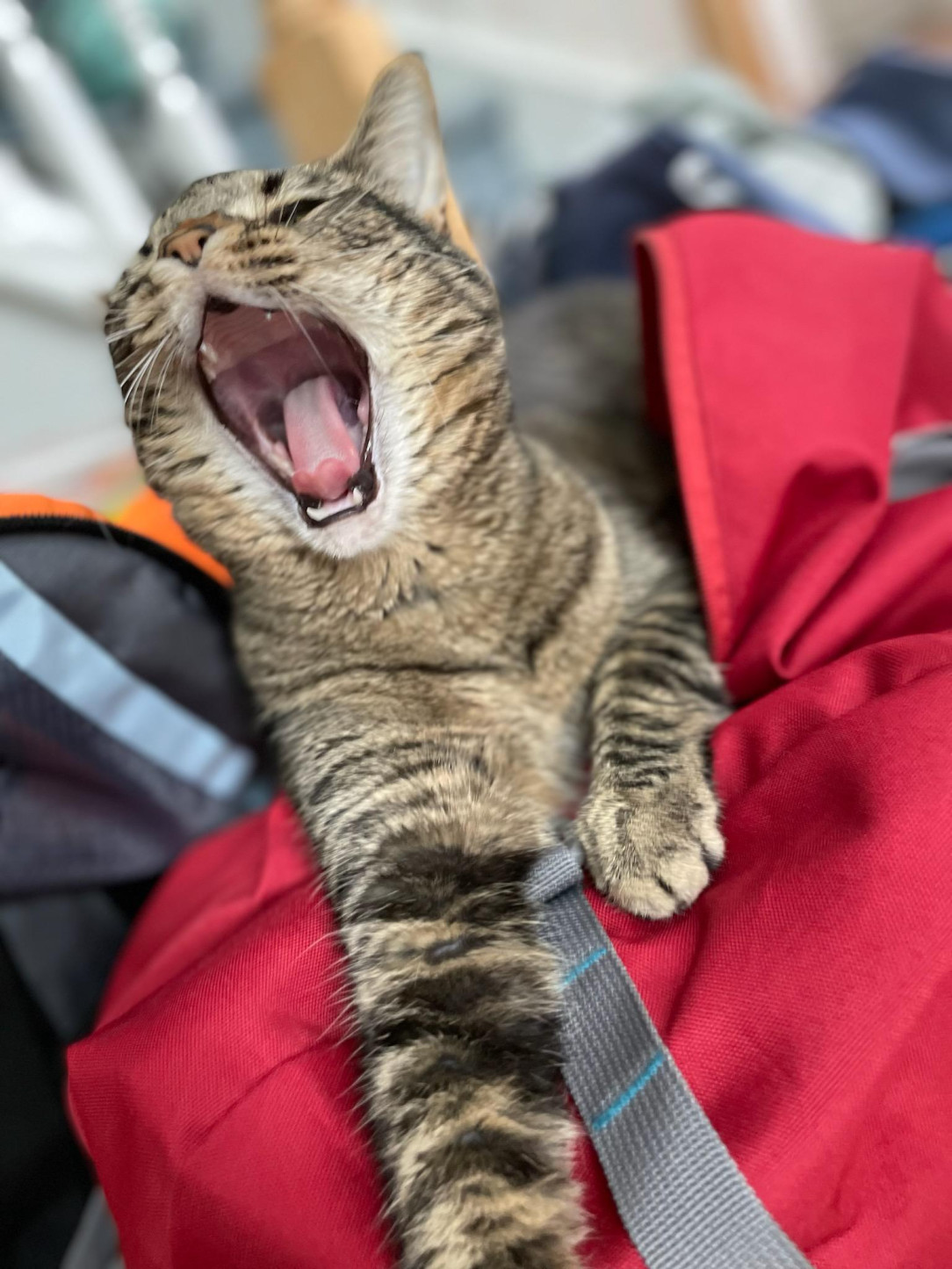 A lioness emerges from her duffel bag with a mighty roar
