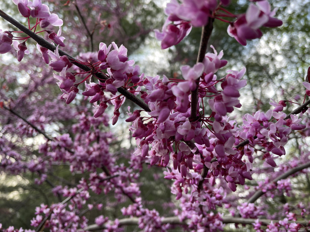 These Eastern Redbuds are so beautiful