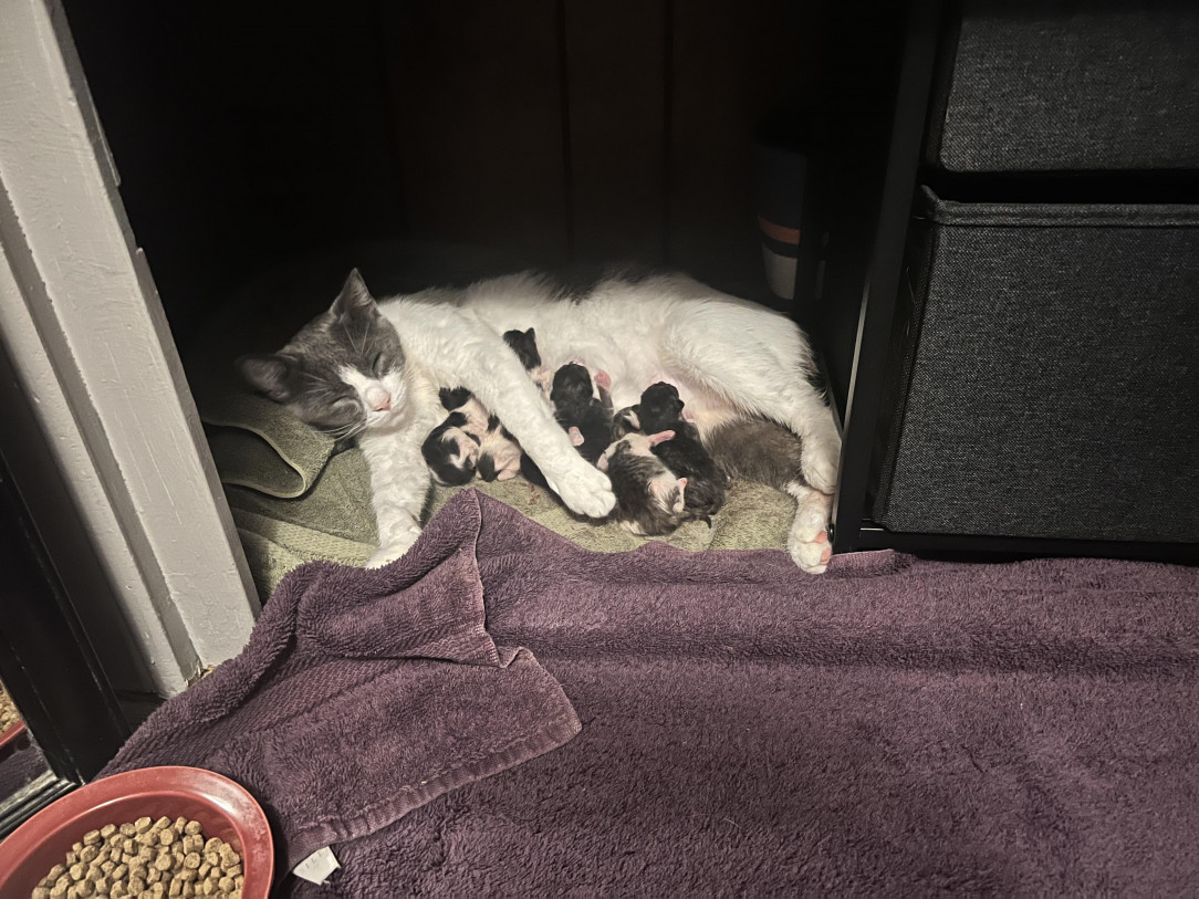 The stray we took in had her kittens last night!