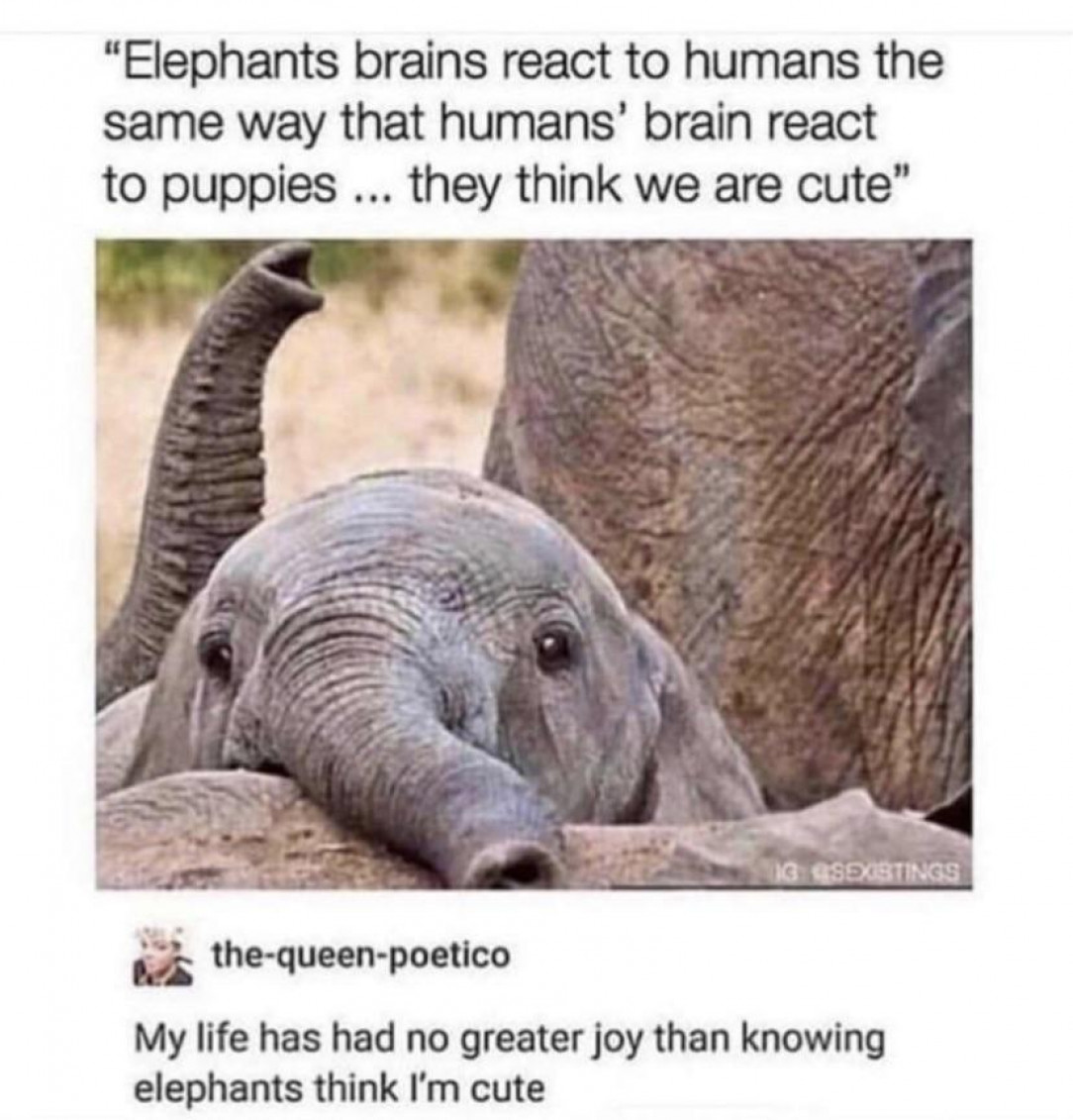 Elephants think the human is cute