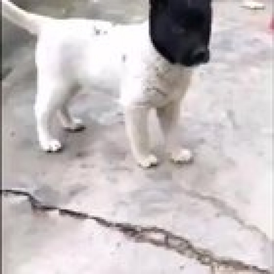Белый щенок с черной головой