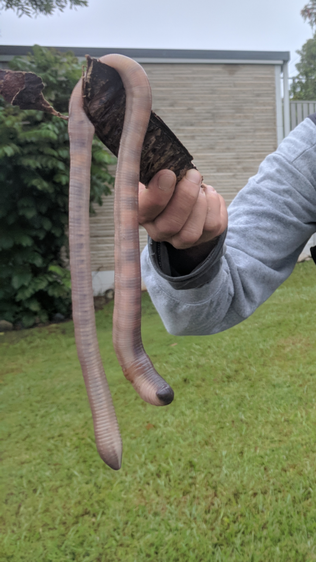 A massive earthworm was found in Queensland, Australia