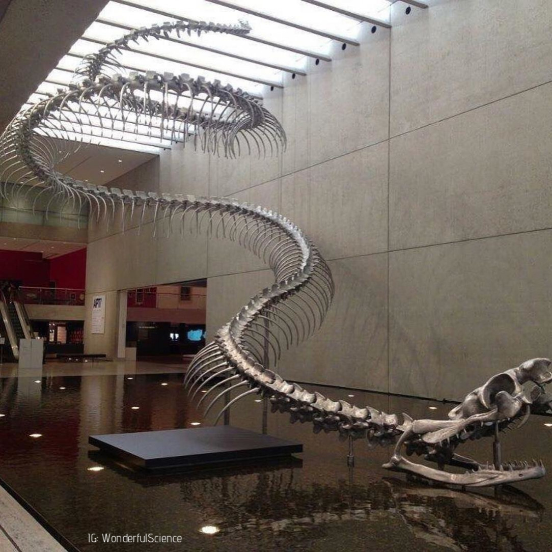 The titanoboa. This actually existed