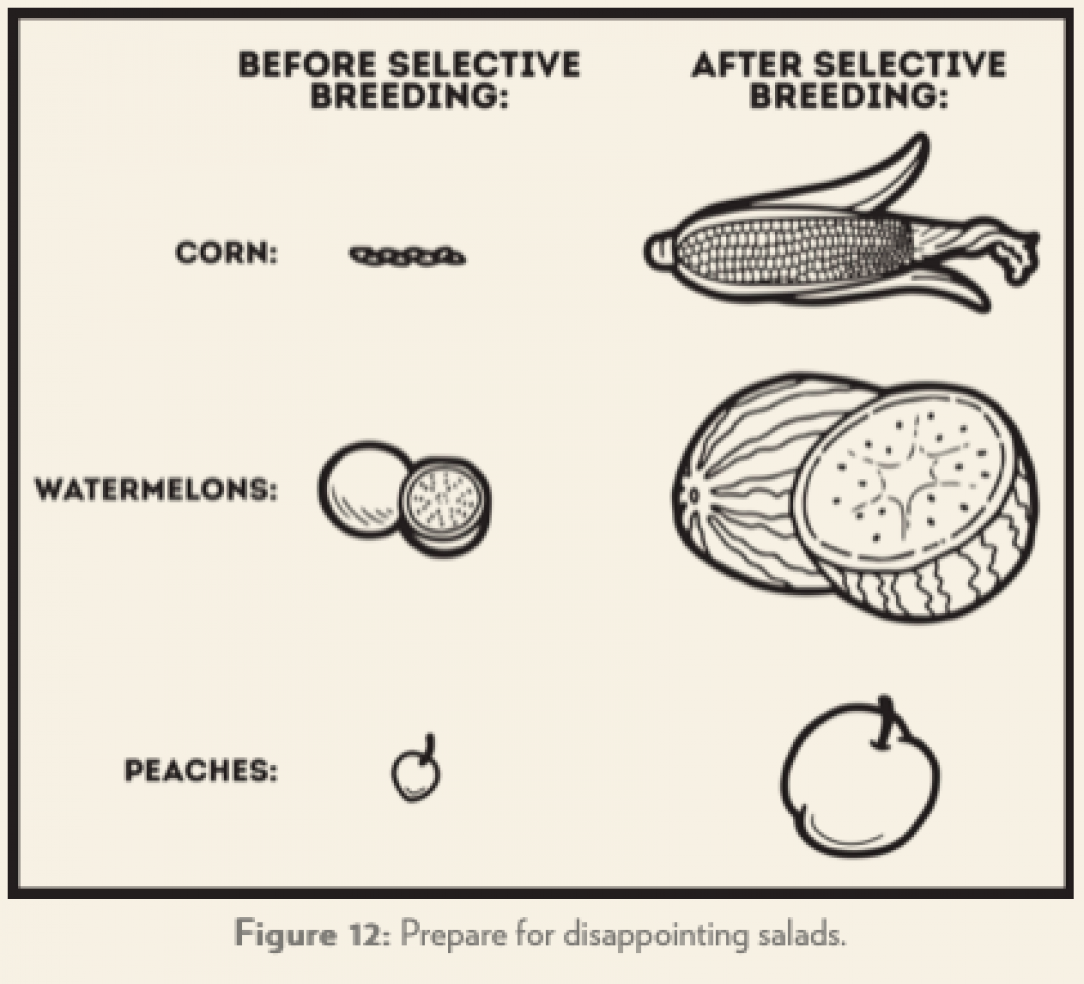 Effects of selective breeding on Fruit